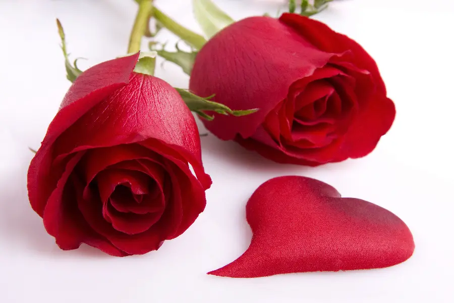 A more beautiful photo of a red rose for a profile