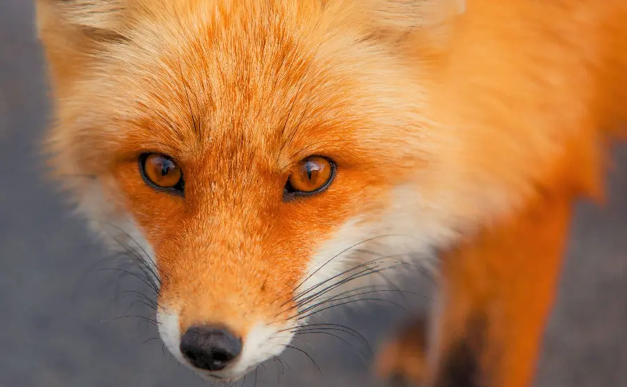 Cool Stock Photo of Fox Staring at the Camera in 4k and HD Quality