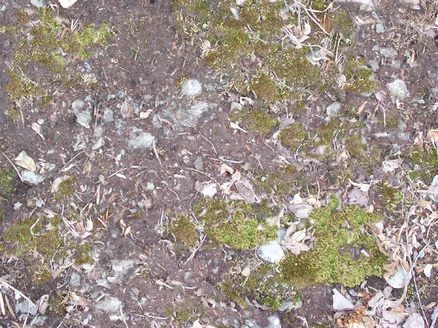 Photo of pebbles on the earth Earth material and natural features