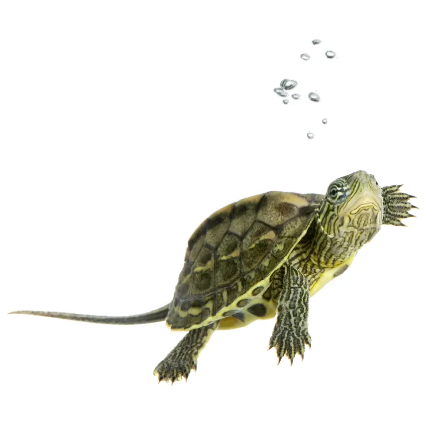 Turtle Studio Photo