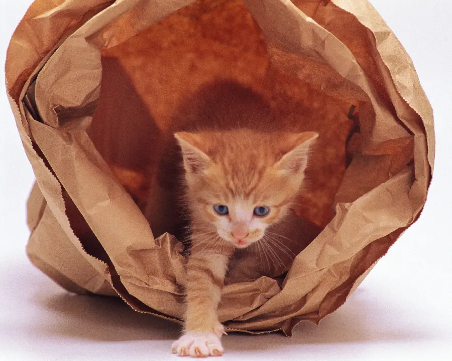 The Latest 1403 Cute and Beautiful Cat Photos for Profile