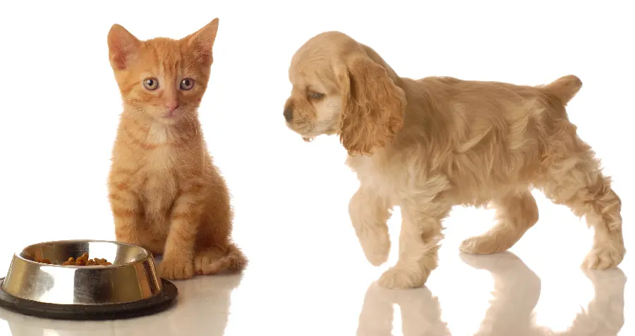 Cat and Dog Stock Photo
