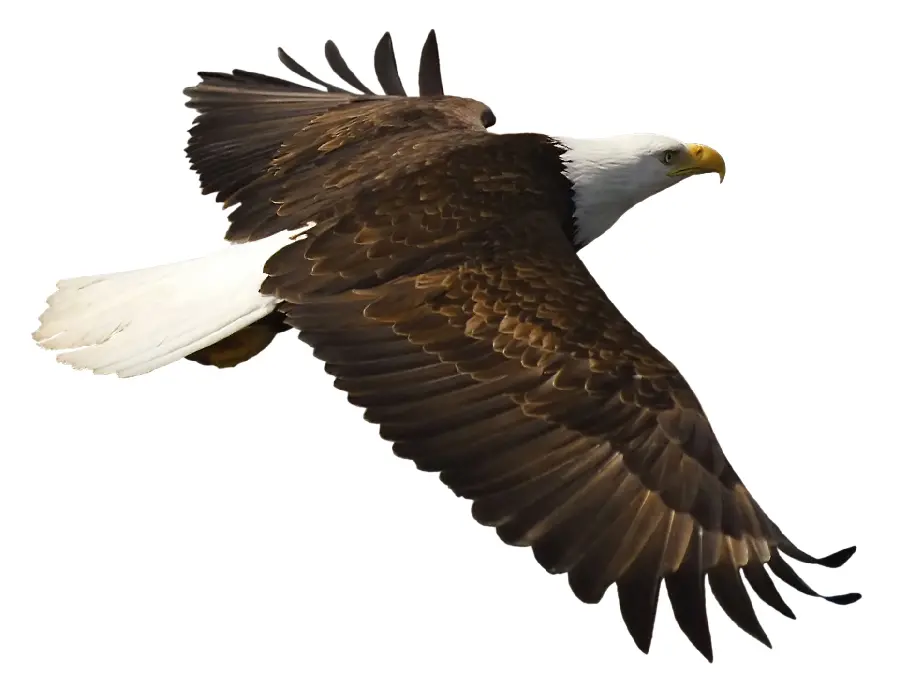 High Quality Wildlife Documentary Photos