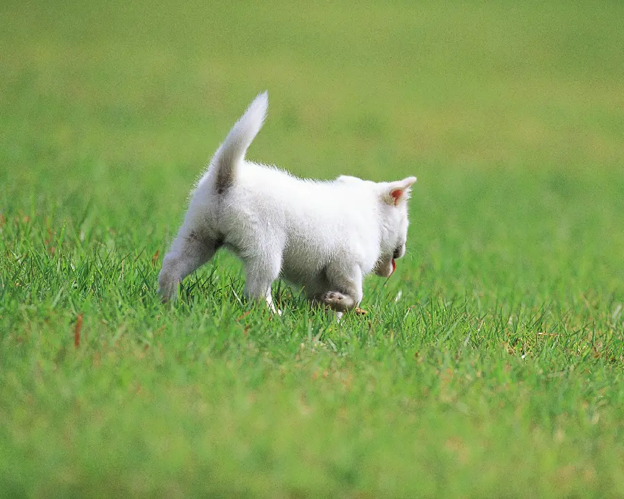 Photos of Very Beautiful Dogs