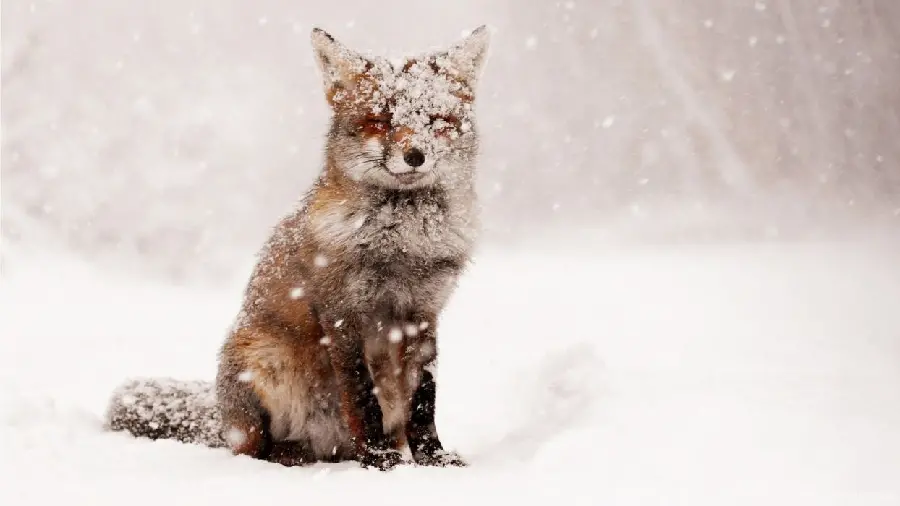 Beautiful photo of the Central Russian fox in the white snow