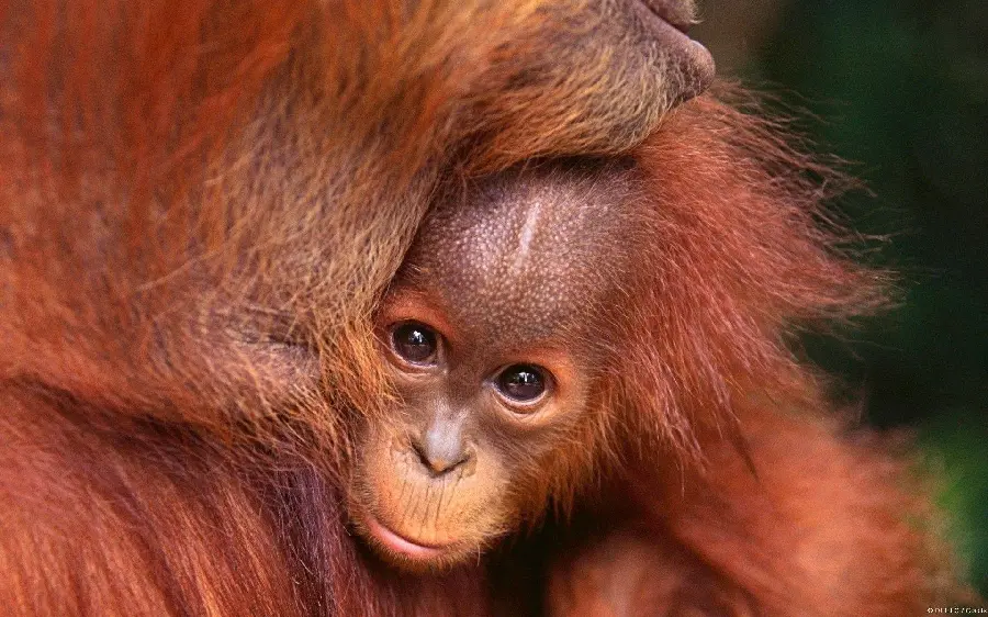 High Quality Wallpaper of Baby Orangutan in Mother's Arms