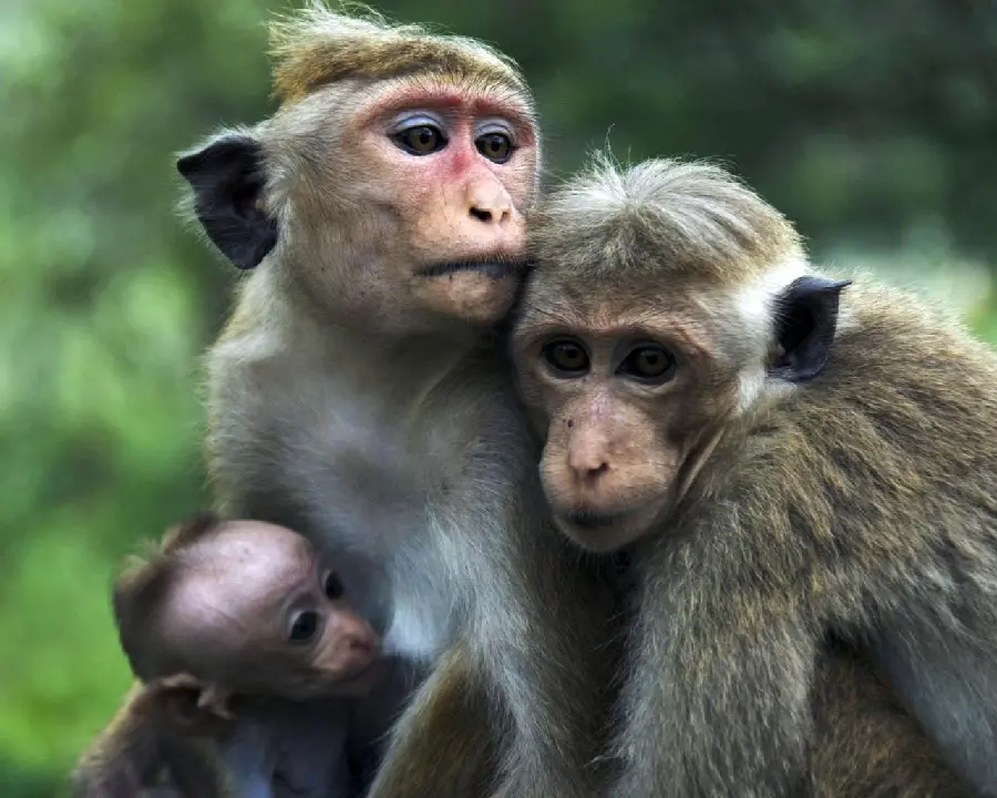 Photo of a monkey and its baby