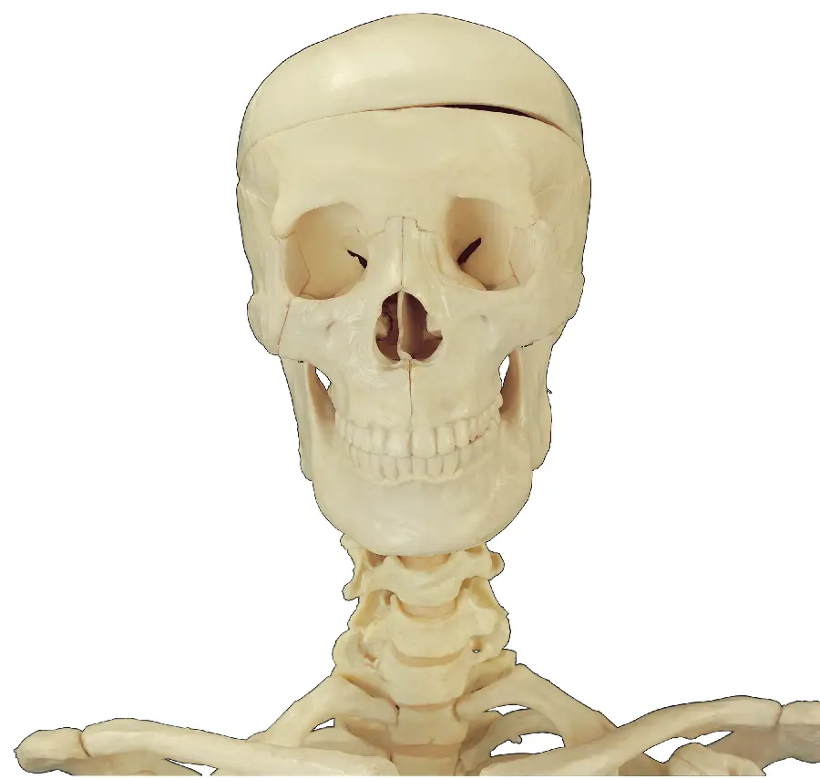 Human Skull Photo Mockup for Medical Articles