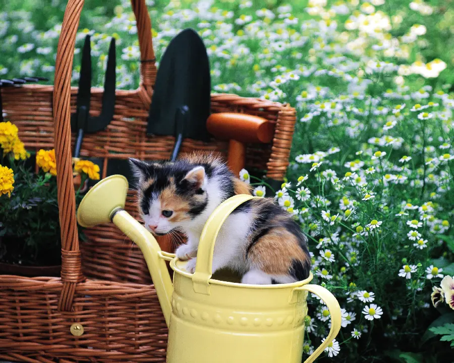Pet Photo Gallery for Profile and Wallpaper