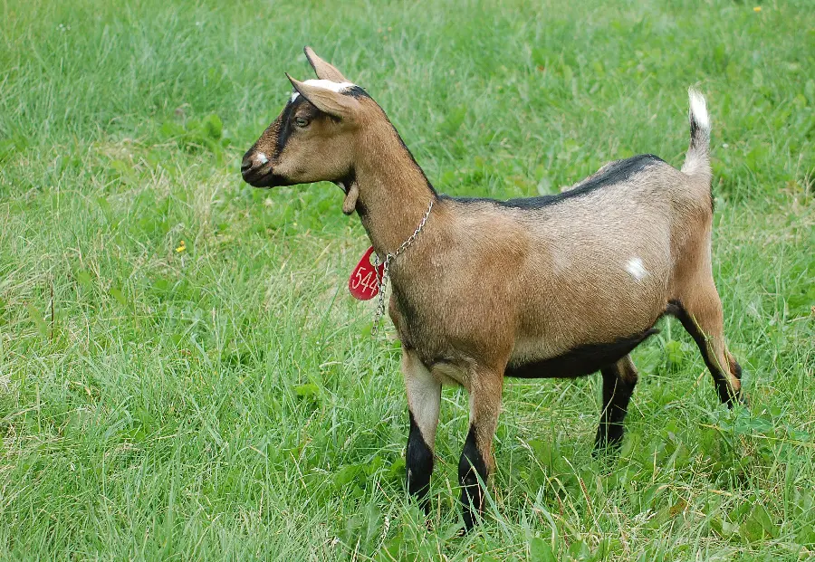 Download Real Goat Photo High Quality HD Free