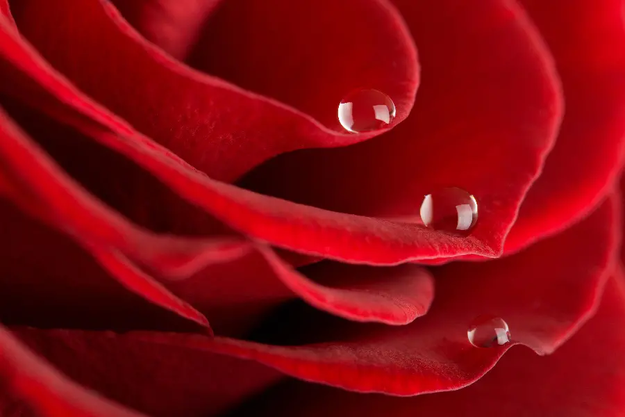 Red Rose Profile Picture