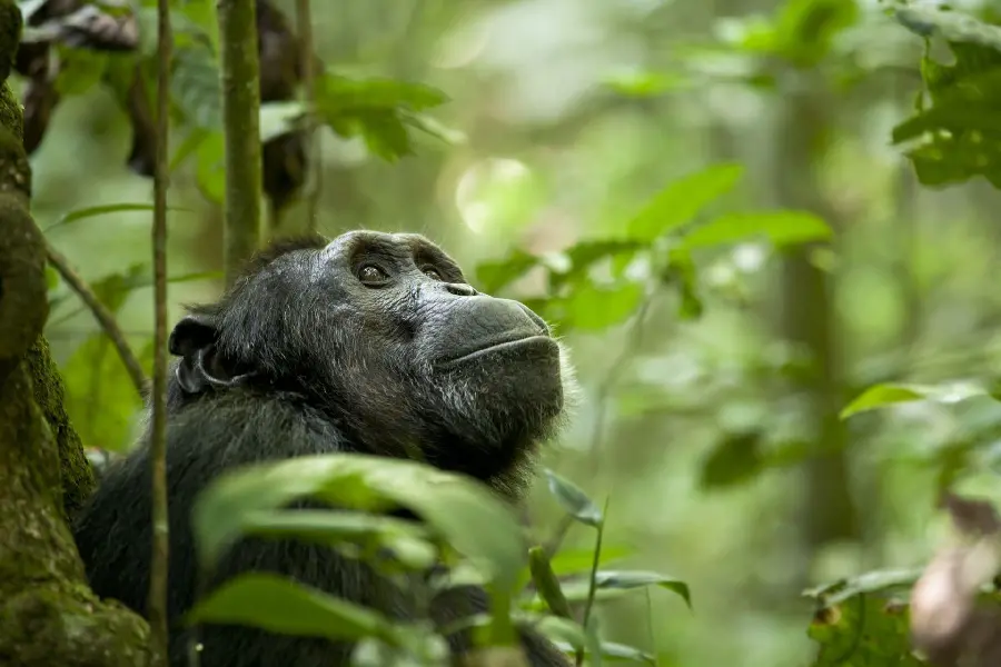 Download High Quality Monkey Photo in the Forest