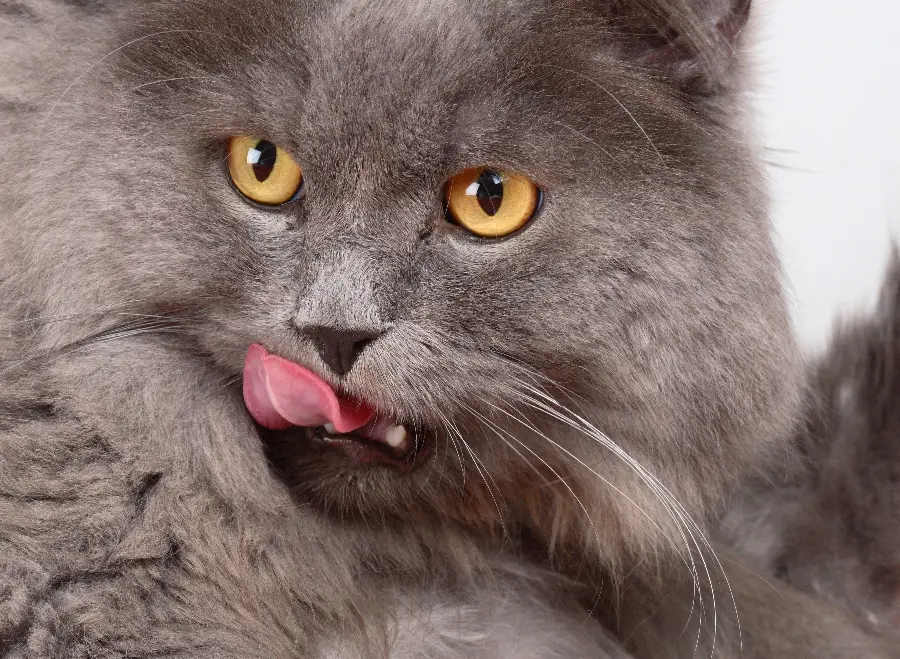 Very beautiful gray British cat wallpaper