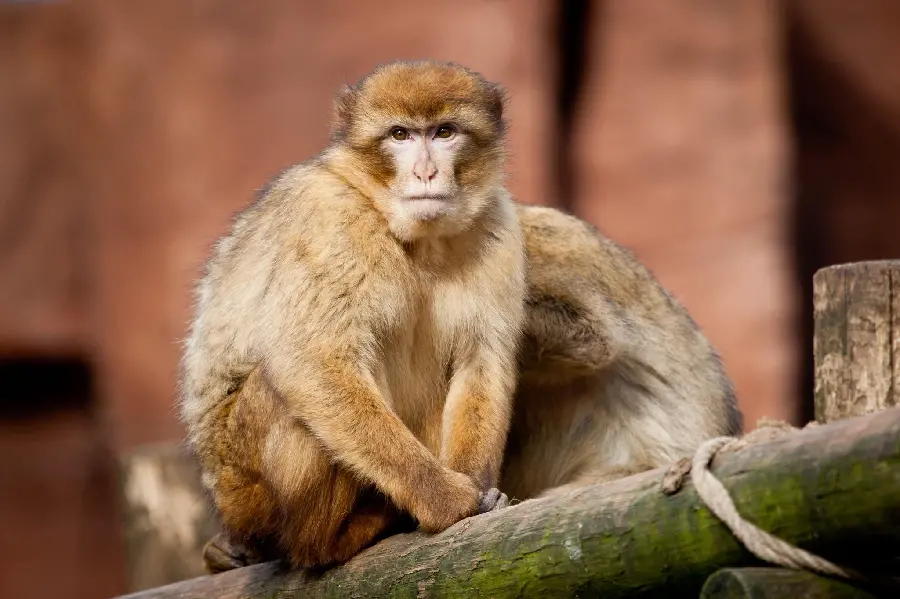Download 4k beautiful monkey photo