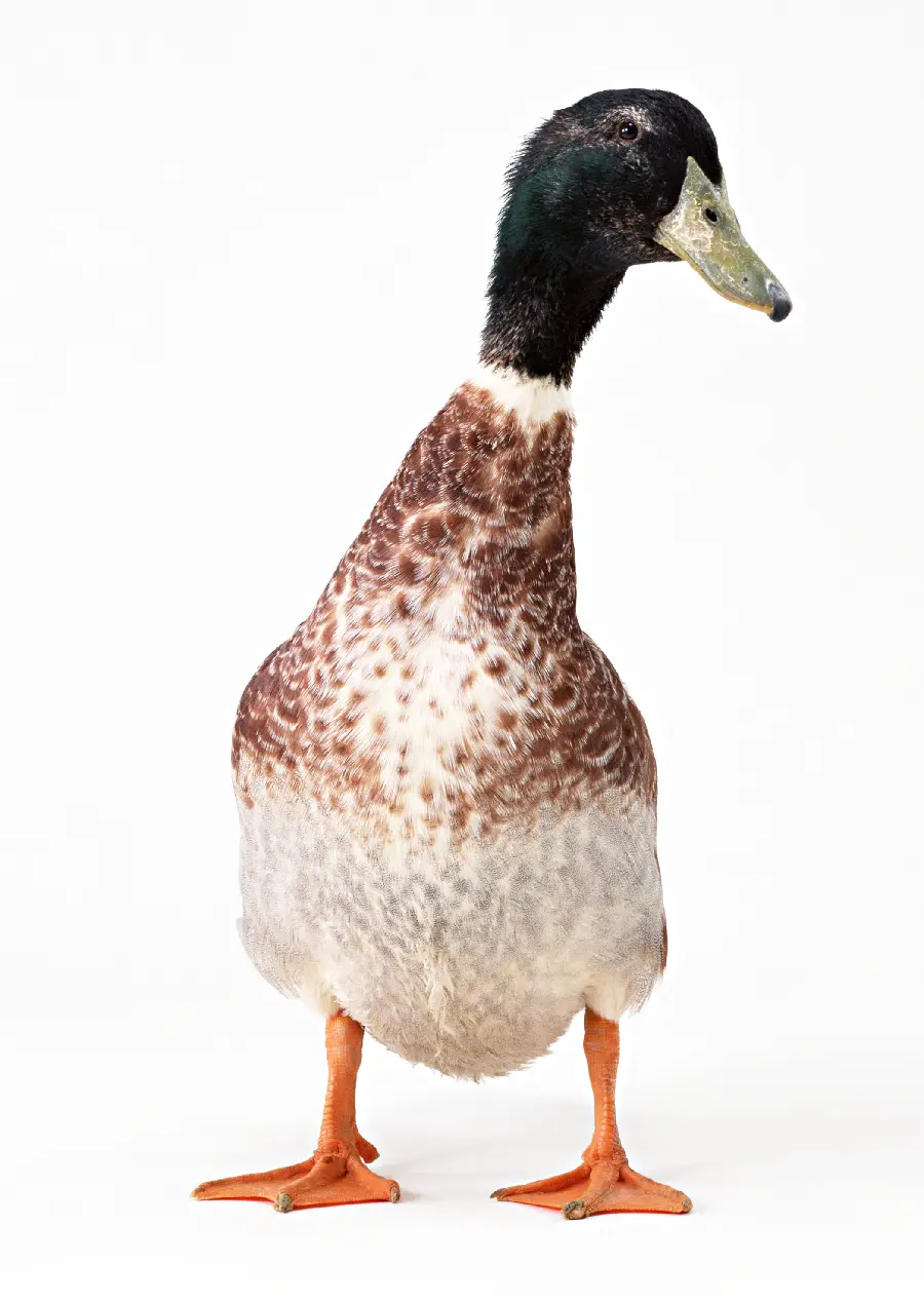 High quality duck photo in the studio