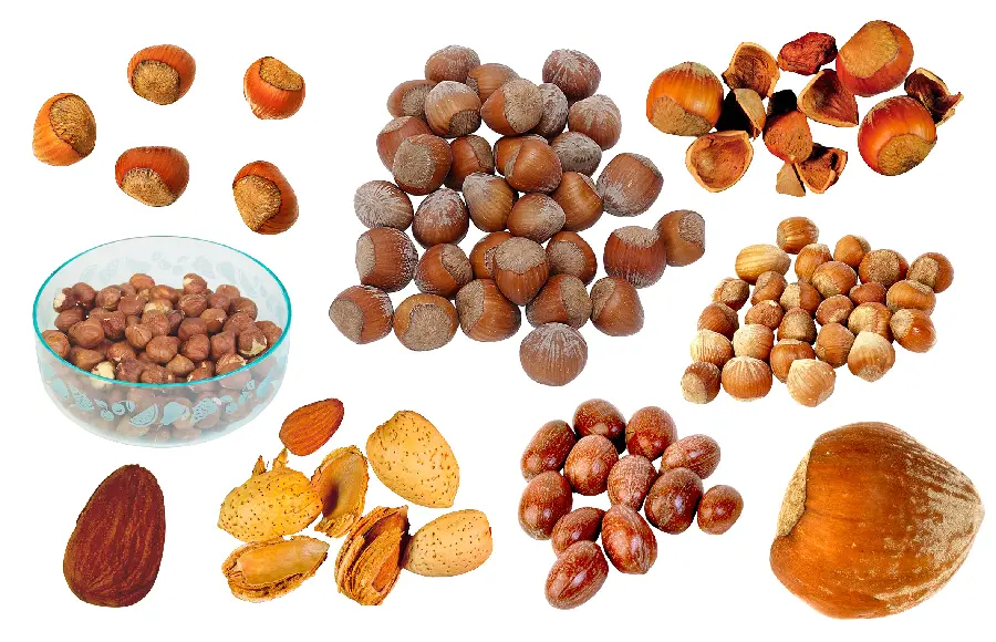 Nuts Photo for Printing