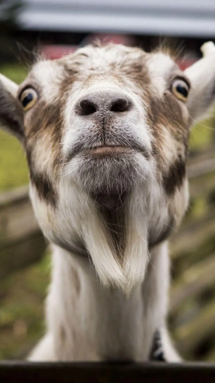 Goat wallpaper for touch mobile