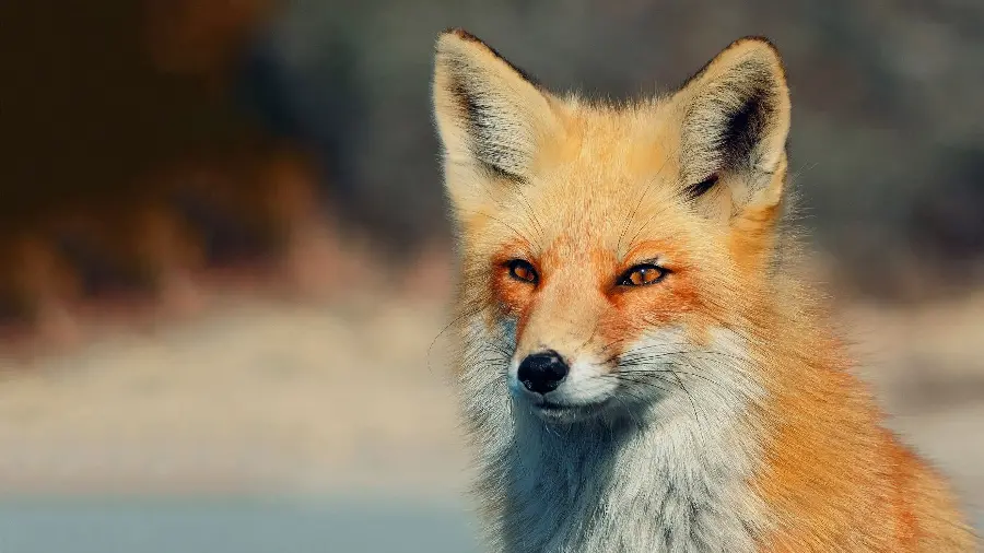 Fantastic fox wallpaper for emotional people's profiles
