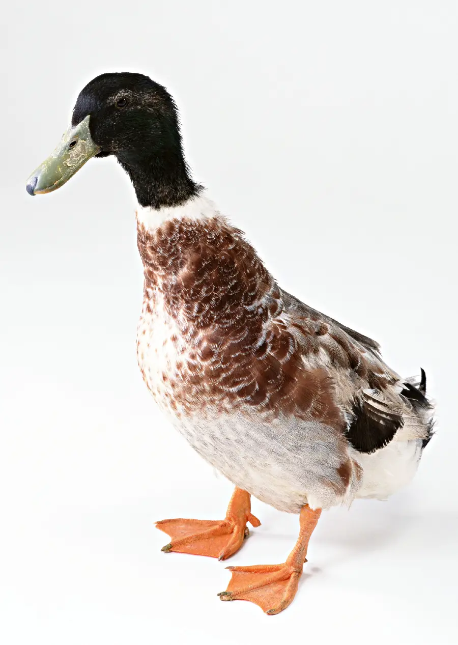 Animal Studio Photo