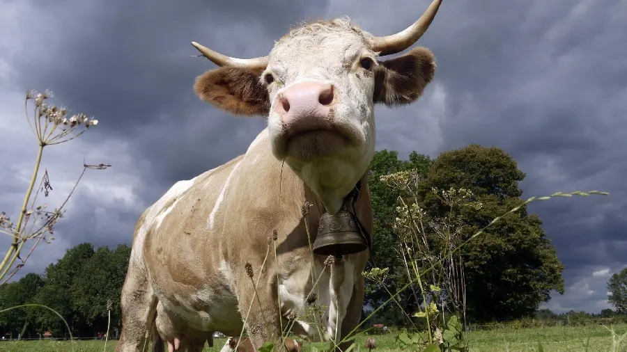 Profile photo of a horned cow with a bell