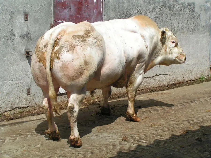 High quality and free image of a big cow