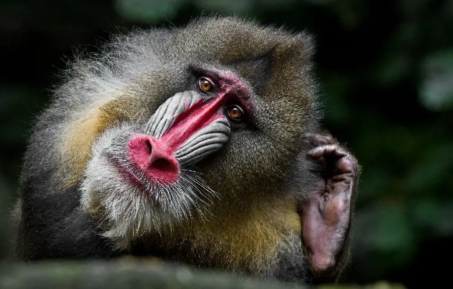 Photo of mandrill or king baboon in nature