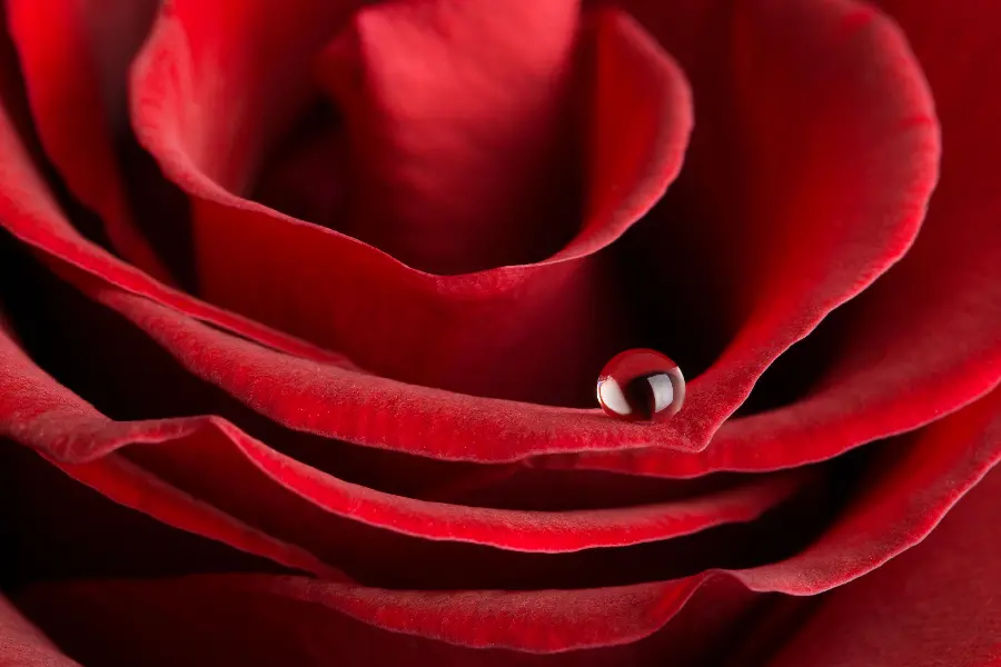 Red Rose Stock Photo