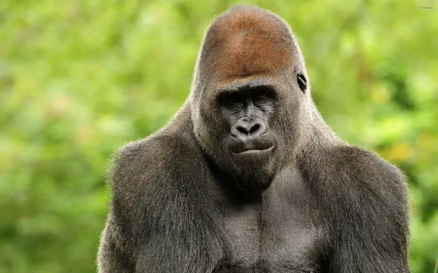 High Quality Silverback Gorilla Wallpaper