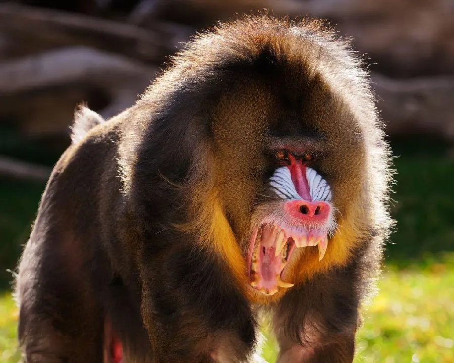 Angry and furious mandrill ready to fight