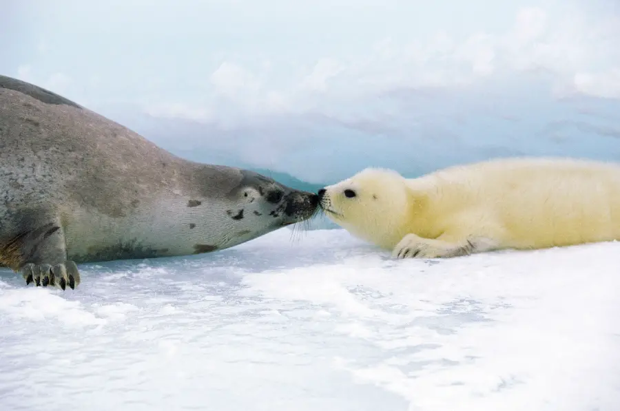 Best Wildlife Photo with Fur Seals