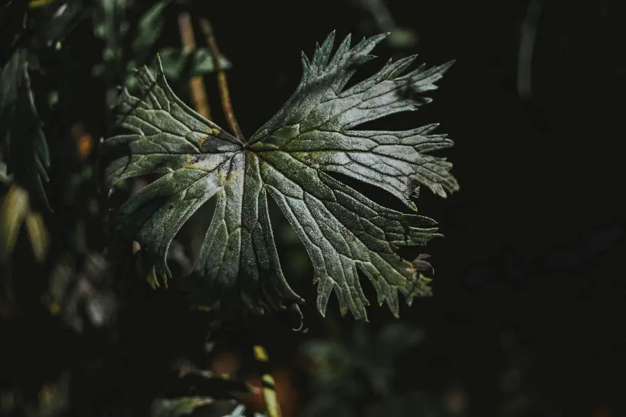 Green Leaf Background