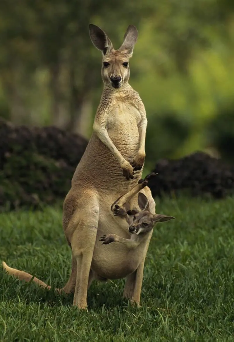 Australian Animals Kangaroo with Baby in Pouch