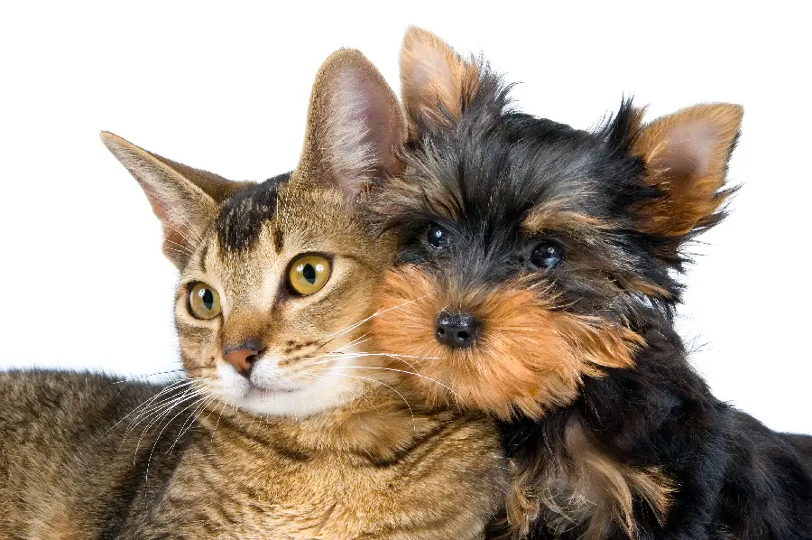 Cat and Dog Wallpaper