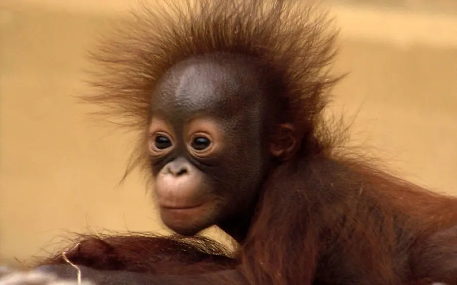 Interesting picture of a funny and cute baby orangutan for your profile