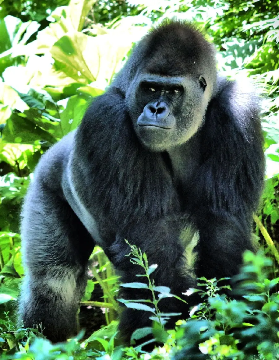 Real Wild Silverback Gorilla Photo in the Forest High Quality for Essay and Research