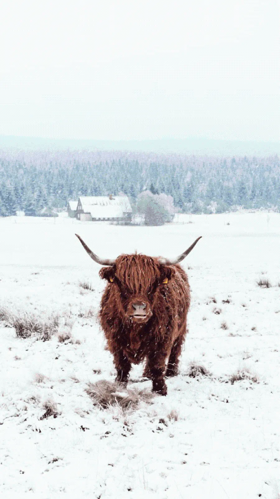 Furry baby cow in the snow for mobile wallpaper