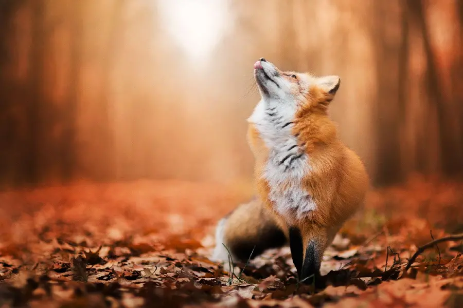 The most pure background photo of Fox download from the site Johre