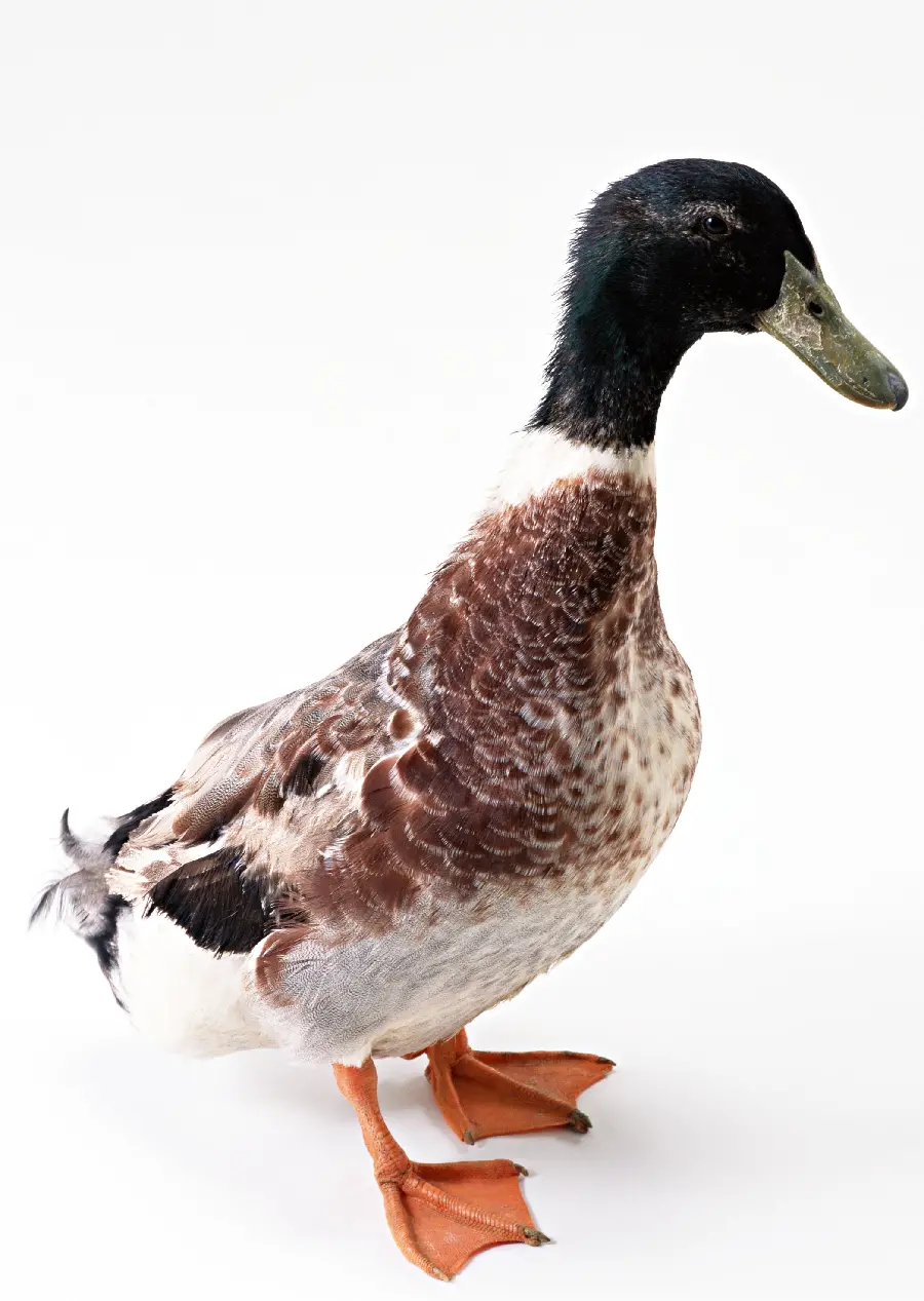 Animal studio photo