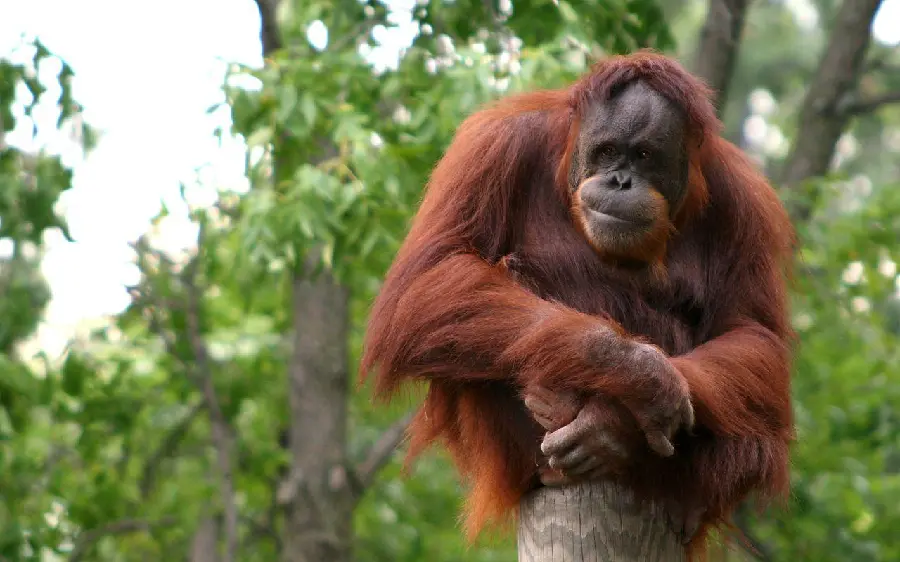 Download Funny Profile Photo of Orangutan Sitting on Branch