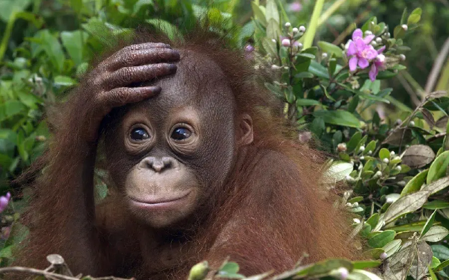 HD quality profile photo of baby orangutan