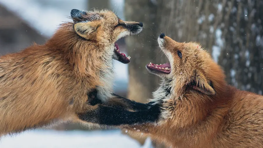 Hunting Moments of Two Red Foxes Fighting