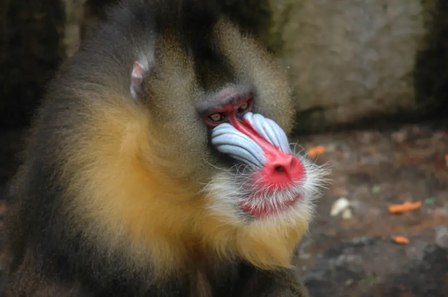 Download Mandrill or King Baboon Wallpaper