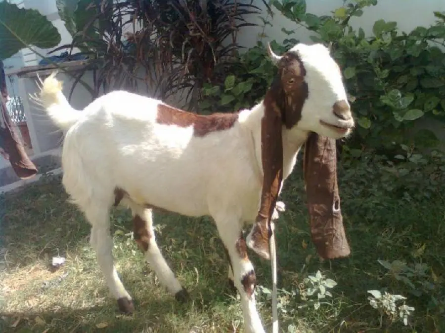 Funny Long Eared Goat Photo High Quality