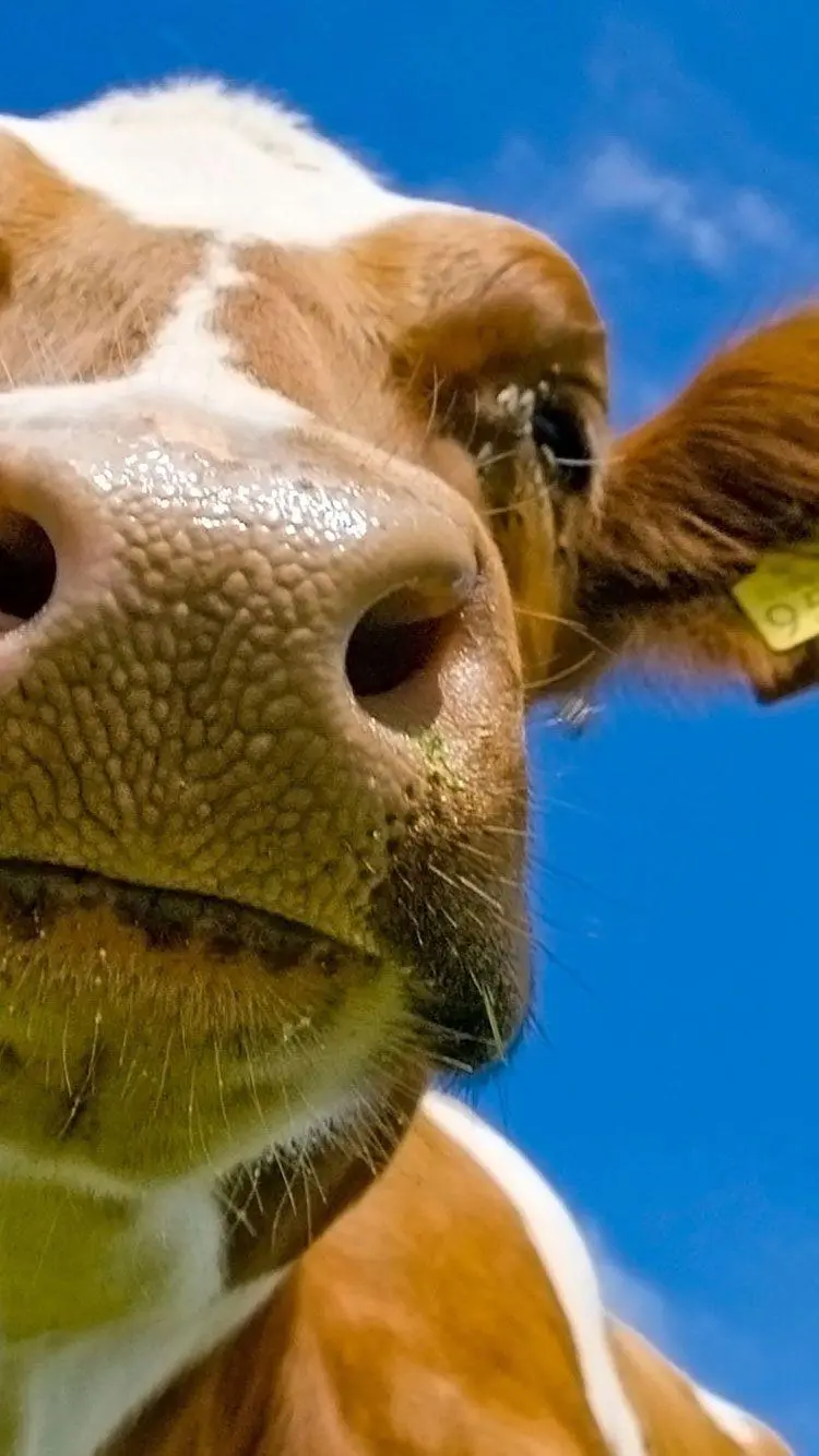 Close-up photo of cow's face for iPhone wallpaper