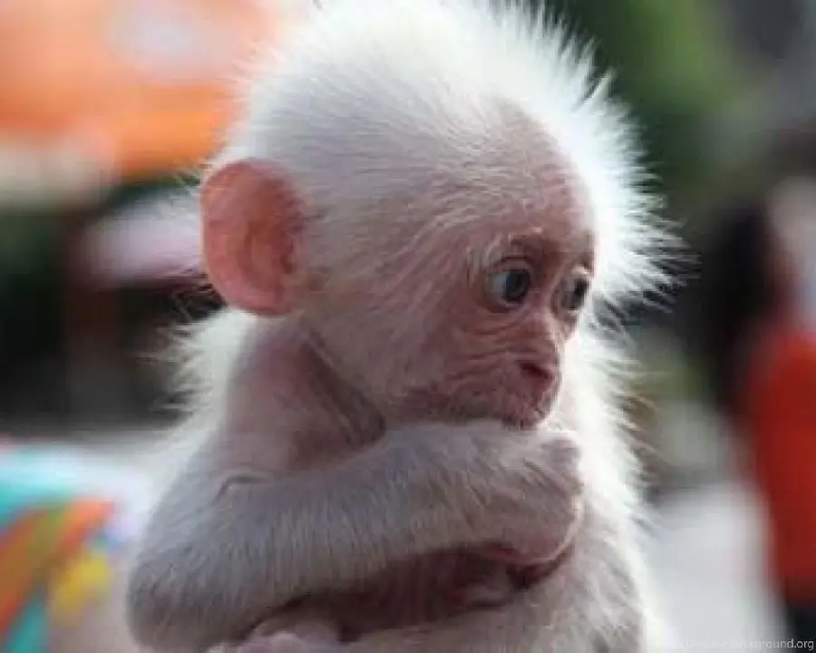 Baby monkey girl photo