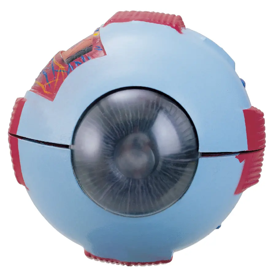 Photo of a human eye