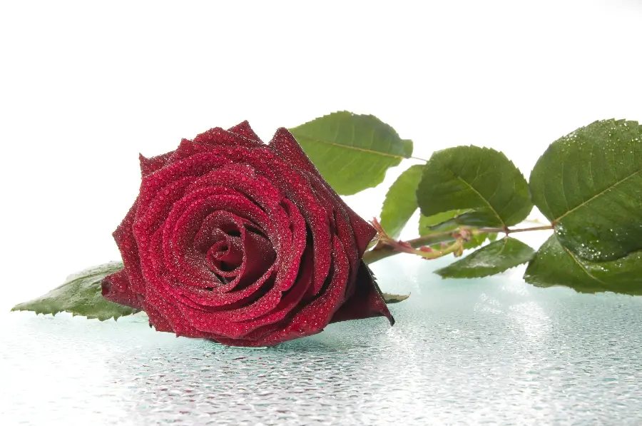 High quality red rose photo