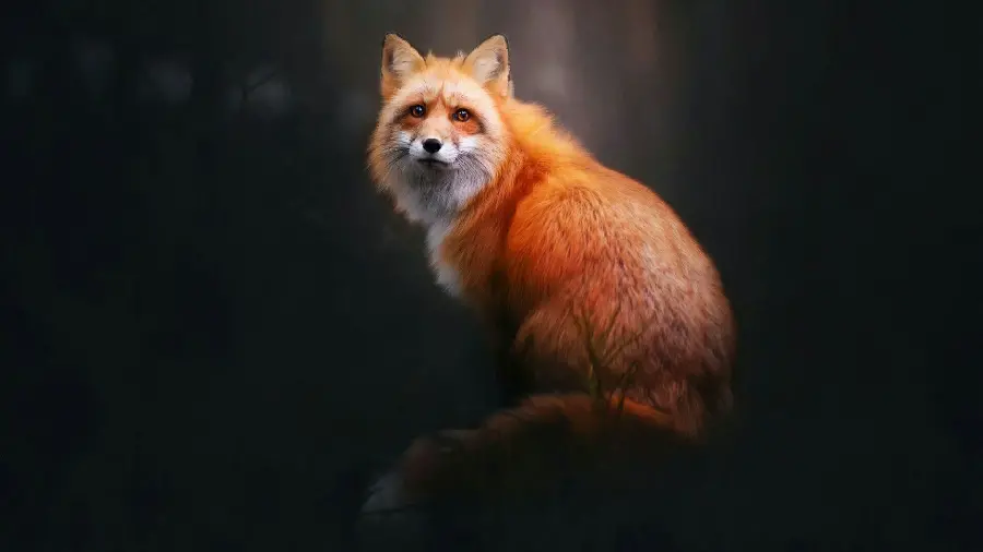 Very beautiful digital painting of a fox for background and background
