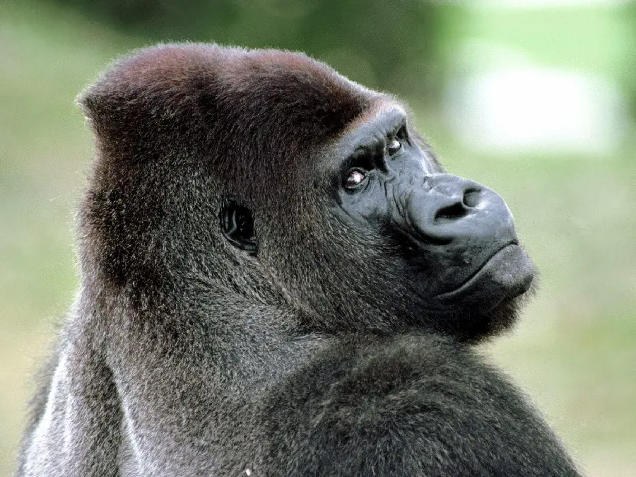 A beautiful image of the interesting and staring gaze of the silverback gorilla