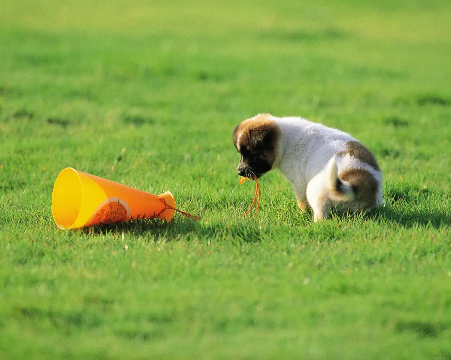 Dog and Cat Pet Wallpapers